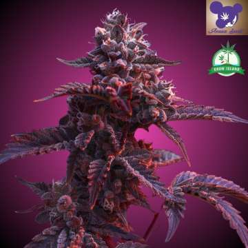 Cannabisblüte „Frozen Black Cherry“ vor violettem Hintergrund und Logo mit lilahaariger Frau von Anesia Seed, grünes Grow-Island-Logo in der oberen rechten Ecke