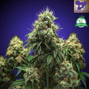 Nova OG Cannabisblüte mit dunkelblauem Hintergrund und dem Logo einer lilahaarigen Frau von Anesia Seed, grünes Grow-Island-Logo in der oberen rechten Ecke