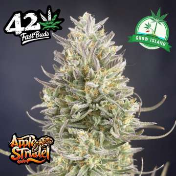 Apple Strudel hemp flower bud