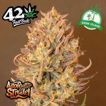 Apple Strudel hemp flower bud