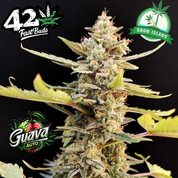 Guava hemp flower bud