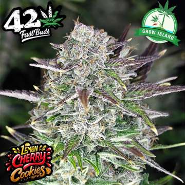 Lemon Cherry Cookies hemp flower bud