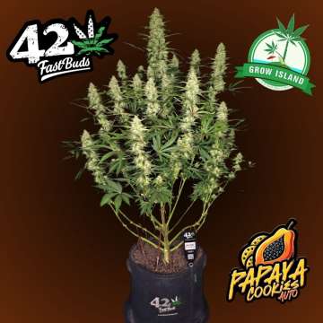 Papaya Cookies hemp flower with 18 buds