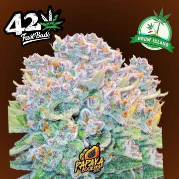 Papaya Cookies hemp flower bud
