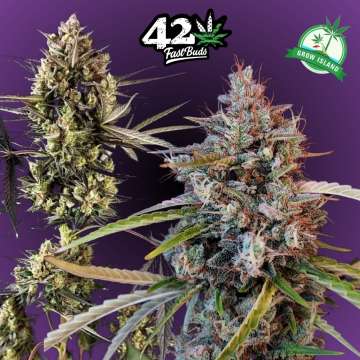 Pound Cake hemp flower two long buds