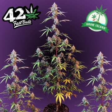 Pound Cake hemp flowers