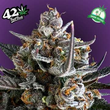 Pound Cake hemp flower bud