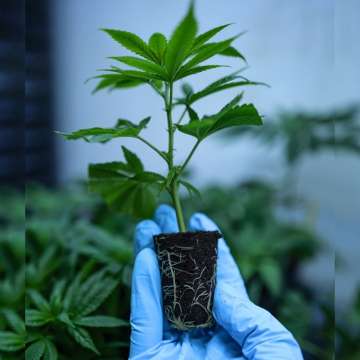 Eine Hand hält eine kleine Zombie‑Kush‑Cannabispflanze