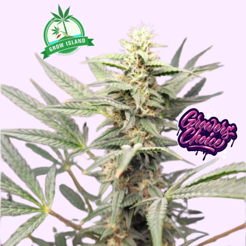 Braindamage hemp flower bud