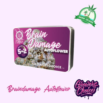 Braindamage  seed box with hemp flower bud picture