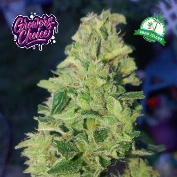 Tropical Cookies Double XL hemp flower bud