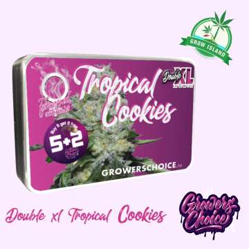 Tropical Cookies Double XL  seed box with hemp flower bud picture