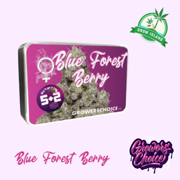 Blue Forest Berry seed box with hemp flower bud picture