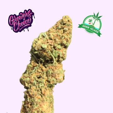 Chocolate Sherbet hemp flower bud