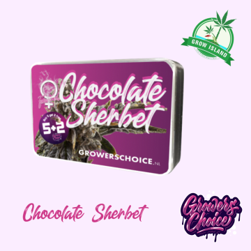 Chocolate Sherbet  seed box with hemp flower bud picture