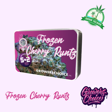 Frozen Cherry Runtz  seed box with hemp flower bud picture