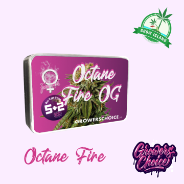 Octane Fire OG  seed box with hemp flower bud picture