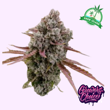 Rainbow Runtz hemp flower bud