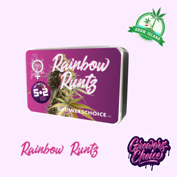 Rainbow Runtz seed box with hemp flower bud picture