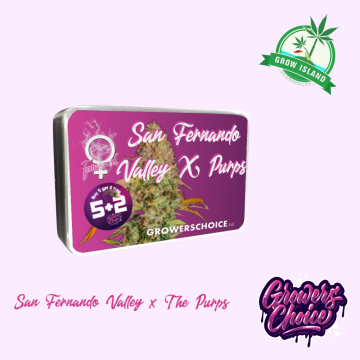 San Fernando Valley x The Purps  seed box with hemp flower bud picture