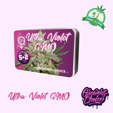 Ultra Violet GMO  seed box with hemp flower bud picture