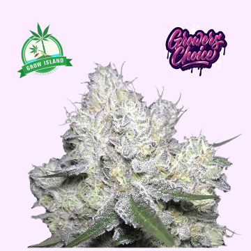 Weddingcake x Frosty Gelato hemp flower bud