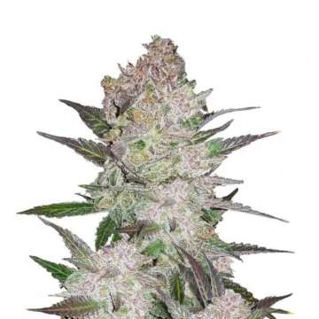 Cream Cookies hemp flower thick bud