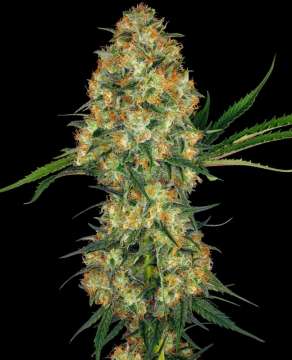 Hindu Kush hemp flower bud