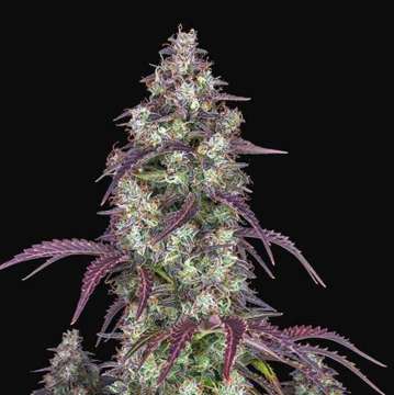 Lemon Pie cannabis flower bud with purple leafs and black background