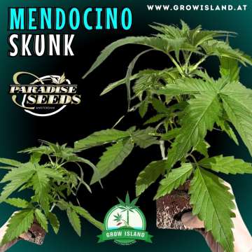 two hands are holding Mendocino Skunk seedlings with dark green background, green grow island logo in the lower left corner, paradise seeds logo in the left upper corner, seedling name text in the upper left corner and growisland.at in the lower middle