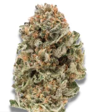 Mighty Amstel Freezeland MAF hemp flower bud