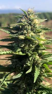 Mighty Amstel Freezeland MAF hemp flower bud