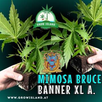 two hands holding two Mimosa Bruce Banner XL Auto seedling with dark green background, green grow island logo in the upper middle, sweet seeds elephant logo in the right lower middle, seedling name text in the right lower corner