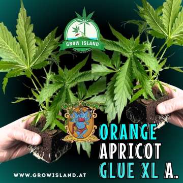 two hands holding two Orange Apricot Glue XL Auto  seedling with dark green background, green grow island logo in the upper middle, sweet seeds elephant logo in the right lower middle, seedling name text in the right lower corner