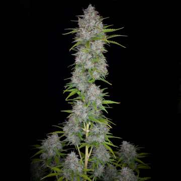 Orange Sherbet cannabis flower bud with black background
