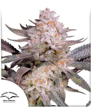 Orange Bud 2.0 cannabis flower bud in purple shade with  Dutch Passion logo in the left lower corner