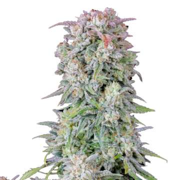 Original Afghan Kush hemp flower bud