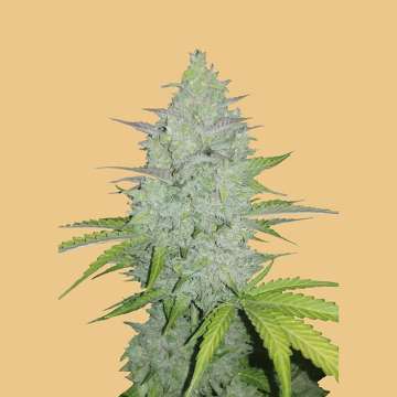 cannabis flower bud with hell orange background