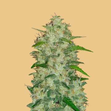 cannabis flower bud with hell orange background