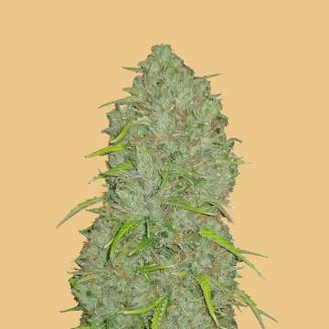 cannabis flower bud with hell orange background