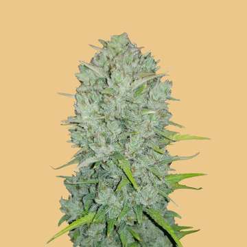cannabis flower bud with hell orange background