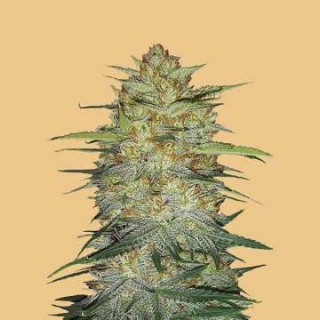 cannabis hemp flower thicker bud with hell orange background