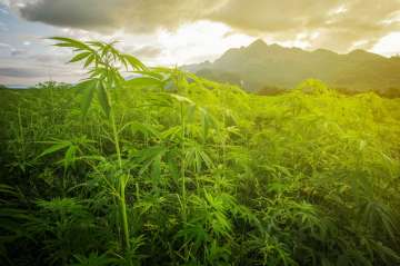 Outdoor Mix cannabis plants