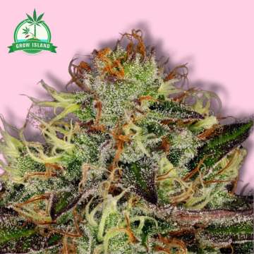 Chocolate Wafflez hemp flower with pink background and green Grow Island logo in the left upper corner