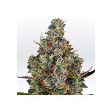 Rainbow Road hemp flower bud