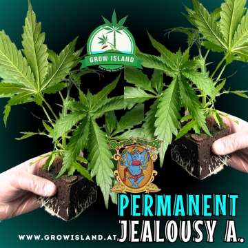 two hands holding two Permanent Jealousy XL seedling with dark green background, green grow island logo in the upper middle, sweet seeds elephant logo in the right lower middle, seedling name text in the right lower corner