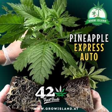 3 hands showing Pineapple Express auto seedling and roots with dark green background, green grow island logo in the upper right corner, Fast buds logo in the lower middle, seedling name text in the right middle and growisland.at downside