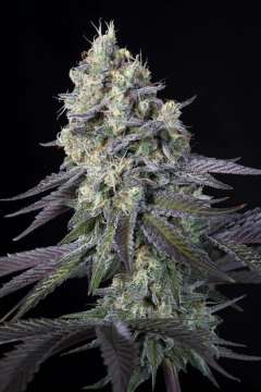 Purple Mints hemp flower bud