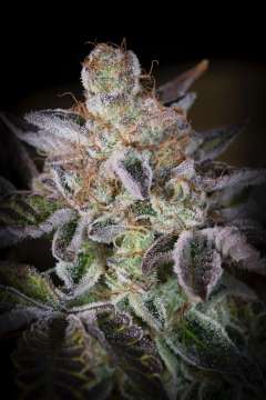 Sweetopia hemp flower bud