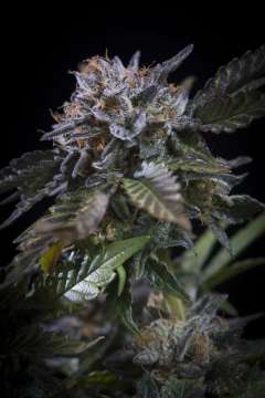 White Noise hemp flower bud